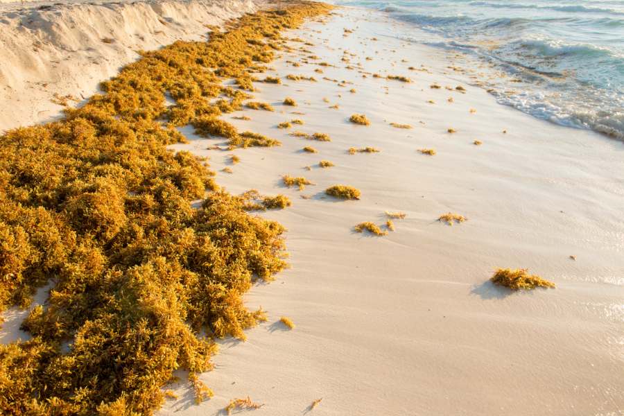 Sargassum Season 2025