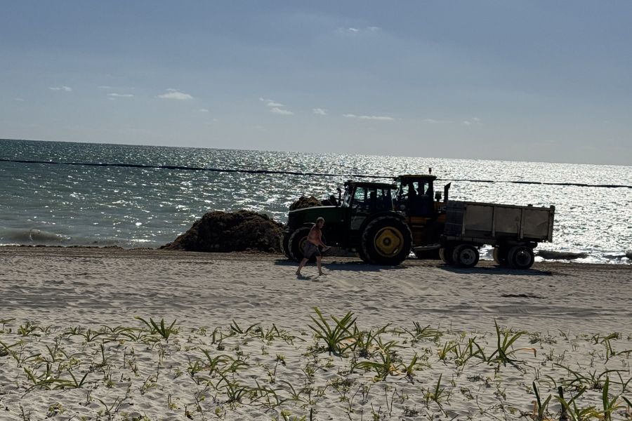 Sargassum Season 2026 in Cancun